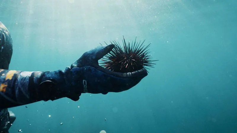 Dive San Miguel Island – Overnight Peace Boat Experience [June 7-8 2025]