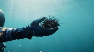 Dive San Miguel Island – Overnight Peace Boat Experience [June 7-8 2025]