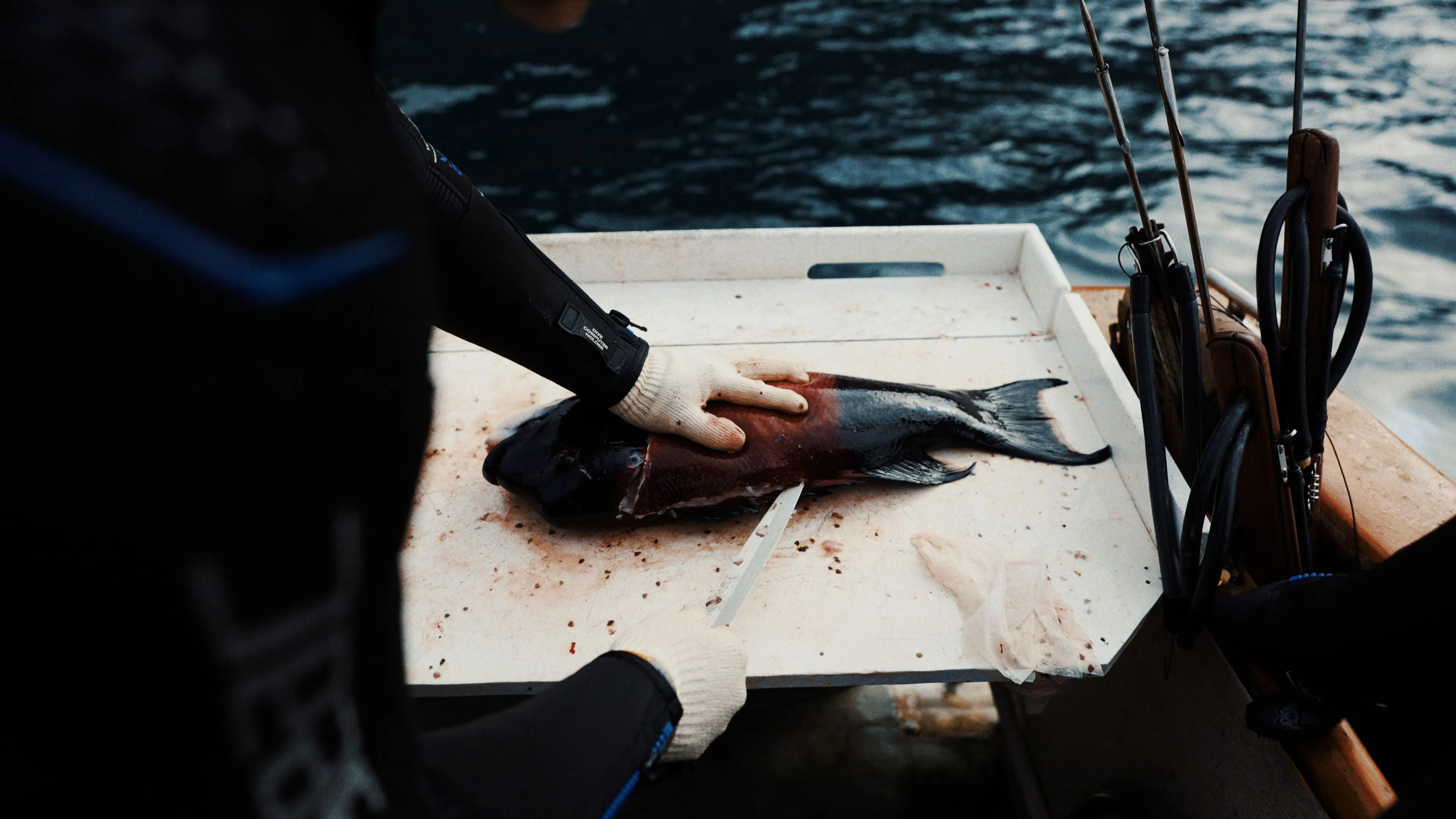 Dive San Miguel Island – Overnight Peace Boat Experience [June 7-8 2025]