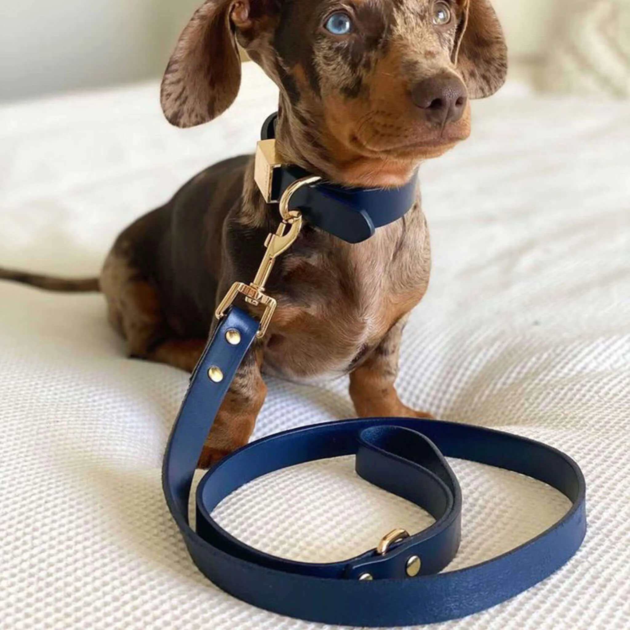 Dog Collar & Leash Set – Ink